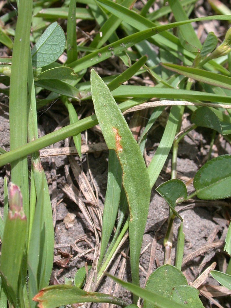 Ophioglossum thermale photo 6