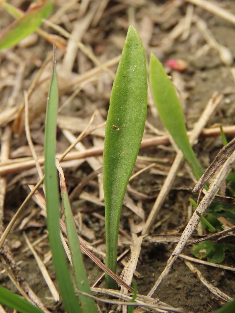 Ophioglossum thermale photo 7