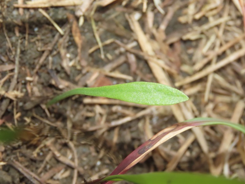 Ophioglossum thermale photo 8
