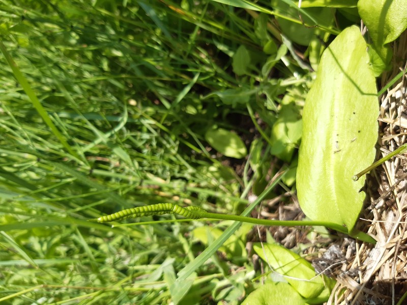 Southern Adderstongue photo 2