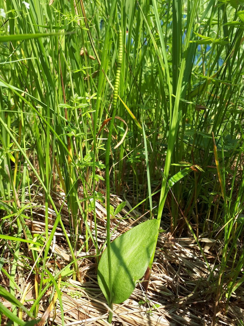 Southern Adderstongue photo 3