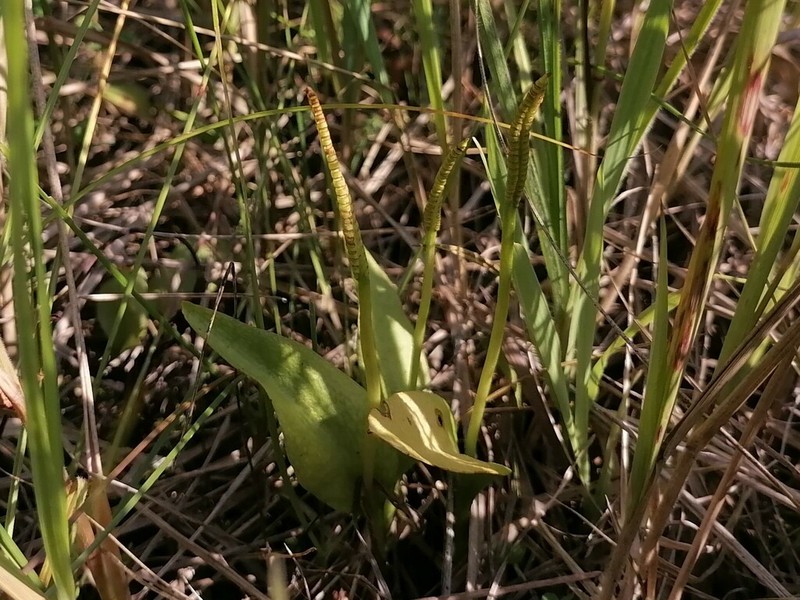 Southern Adderstongue photo 4