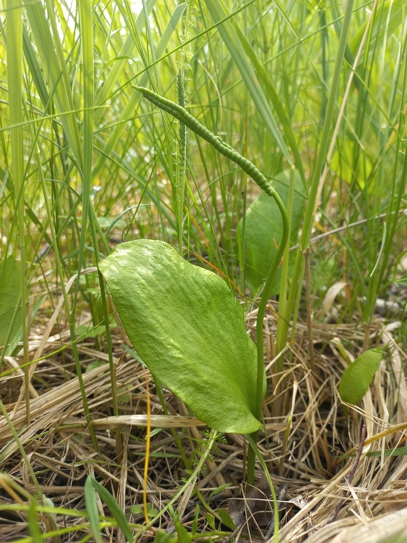 Southern Adderstongue photo 5