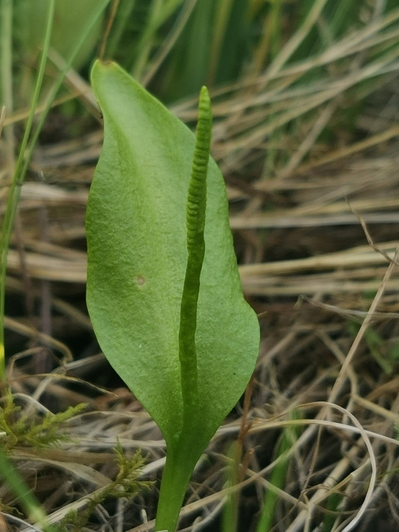Southern Adderstongue photo 6