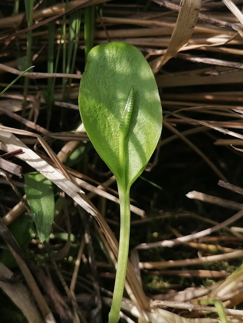 Southern Adderstongue photo 7
