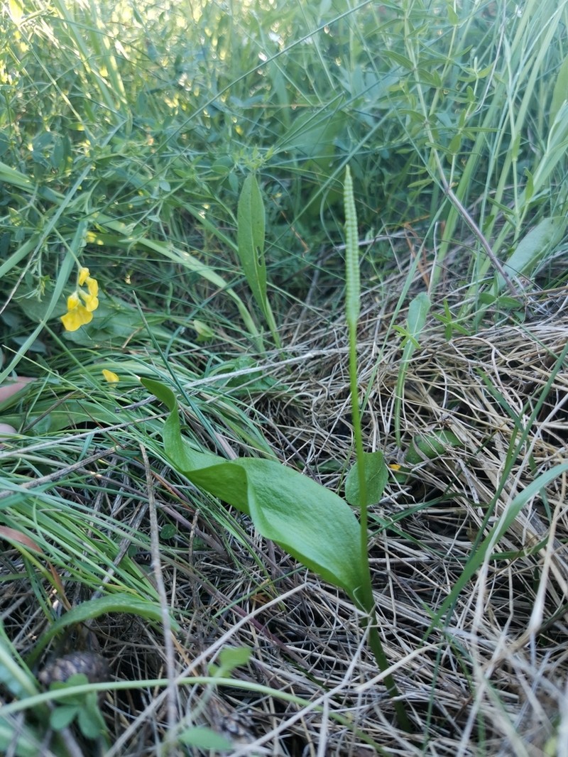Southern Adderstongue photo 8