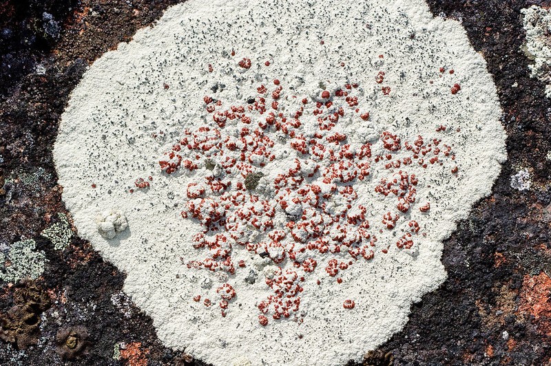 Ophioparma Lichen
