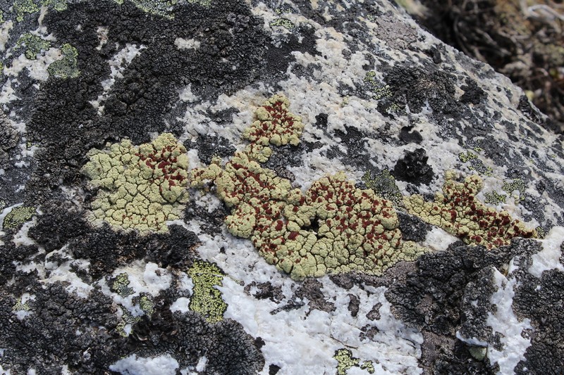 Ophioparma Lichen photo 3