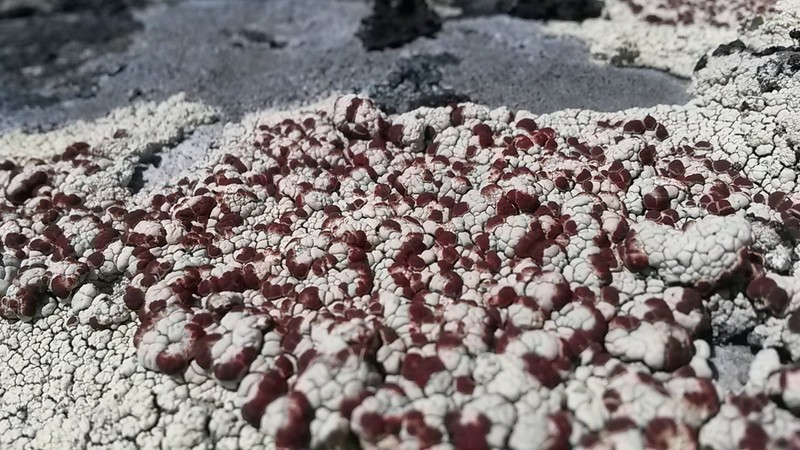 Ophioparma Lichen photo 4