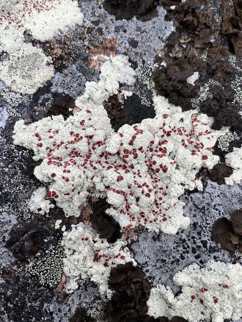 Ophioparma Lichen photo 5