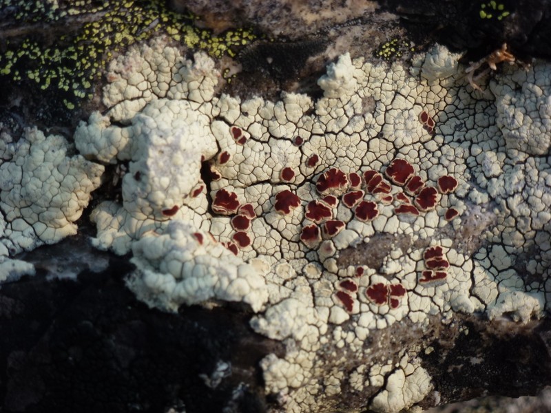 Ophioparma Lichen photo 6