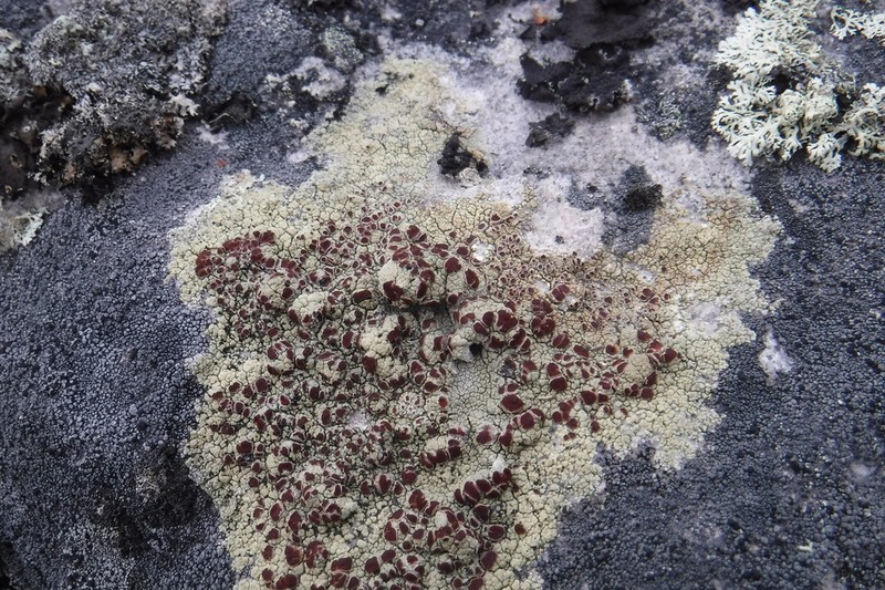Ophioparma Lichen photo 7
