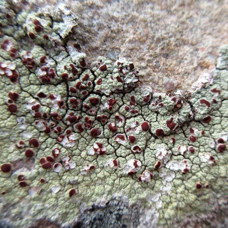 Ophioparma Lichen photo 8
