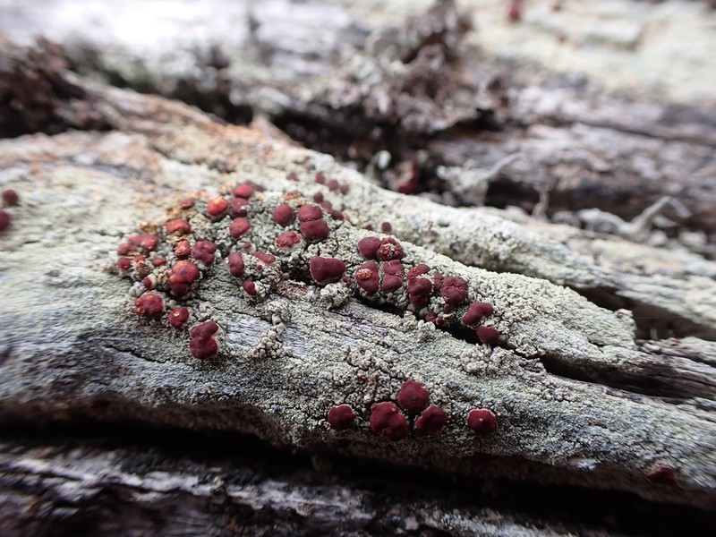 Ophioparma rubricosa