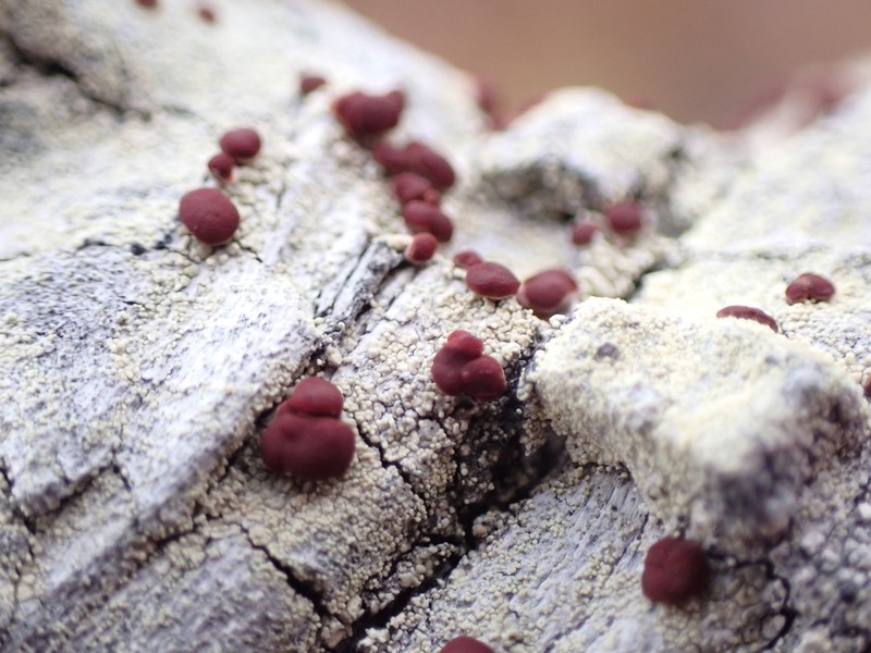 Ophioparma rubricosa photo 2