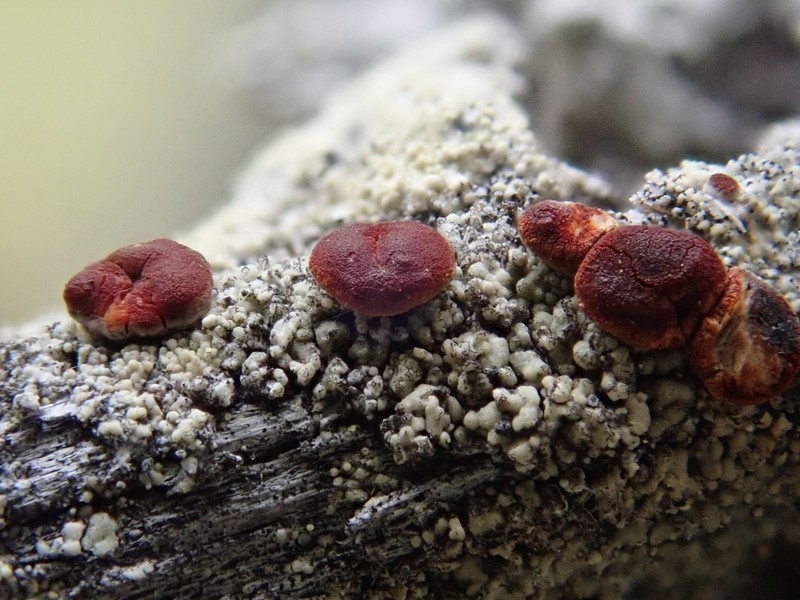 Ophioparma rubricosa photo 3