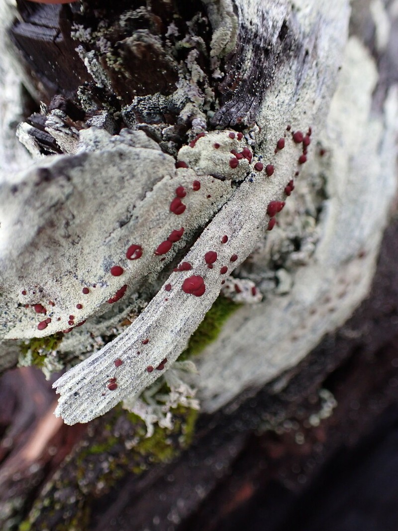 Ophioparma rubricosa photo 4
