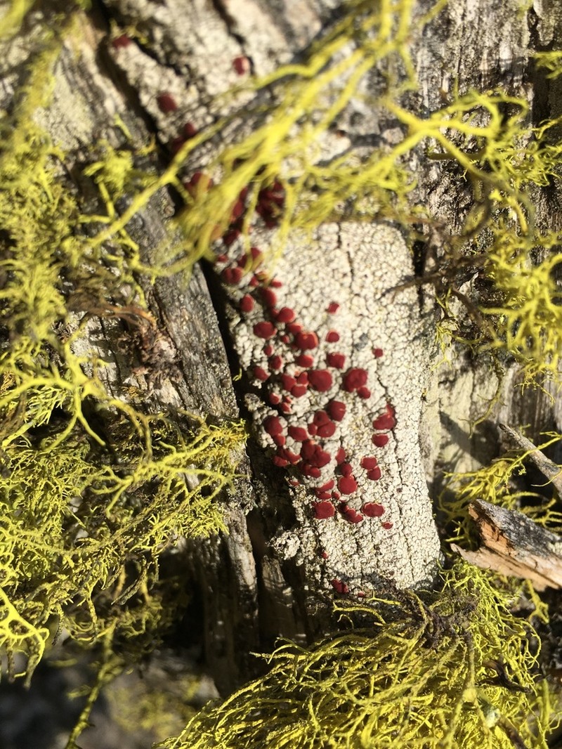 Ophioparma rubricosa photo 5