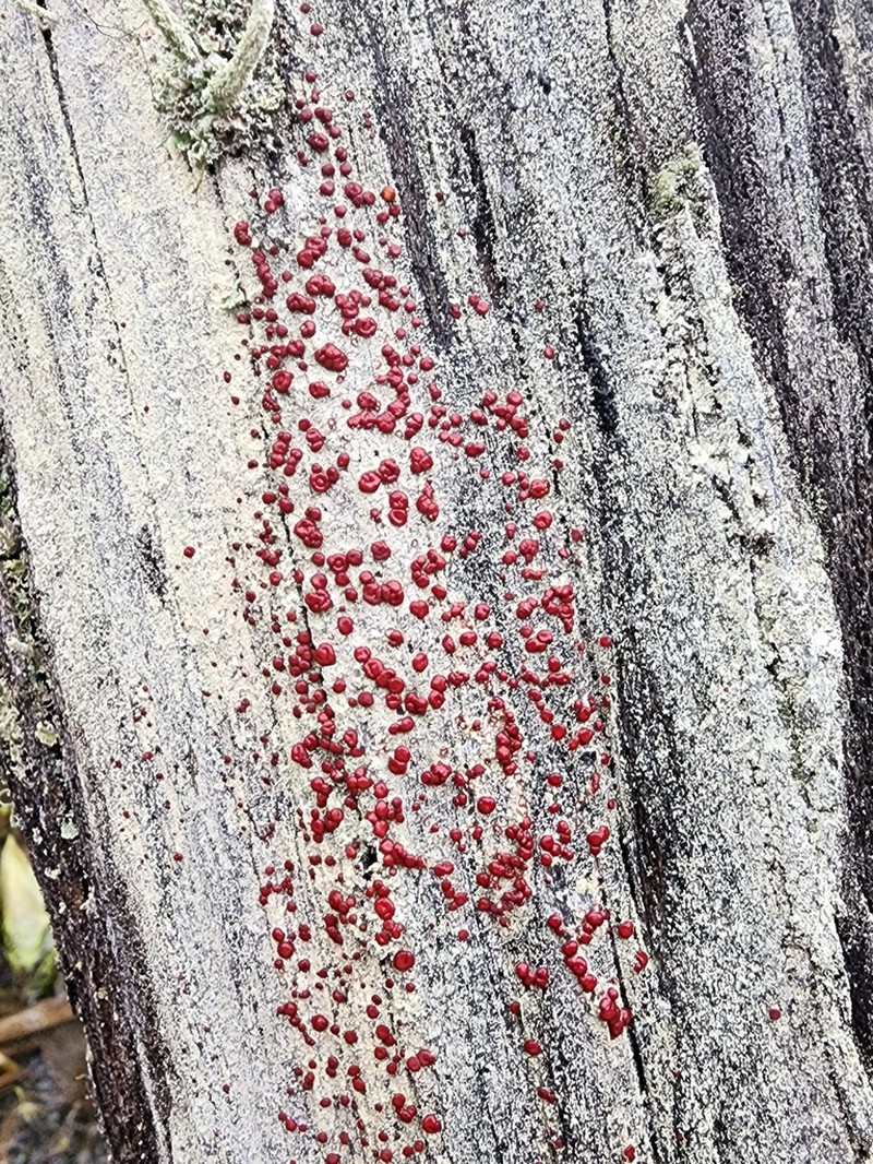 Ophioparma rubricosa photo 6