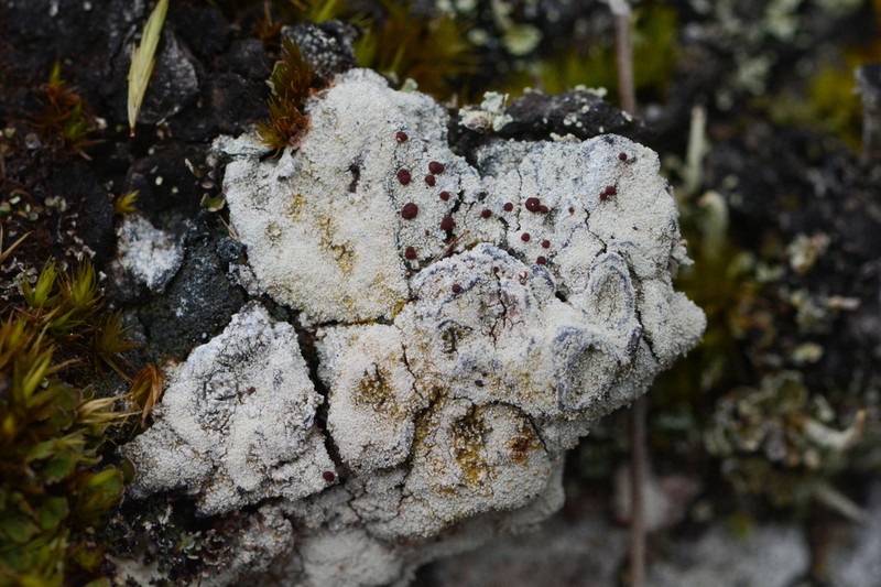 Ophioparma rubricosa photo 8