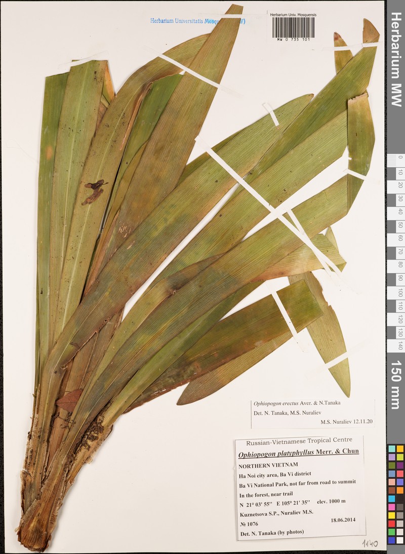 Ophiopogon erectus