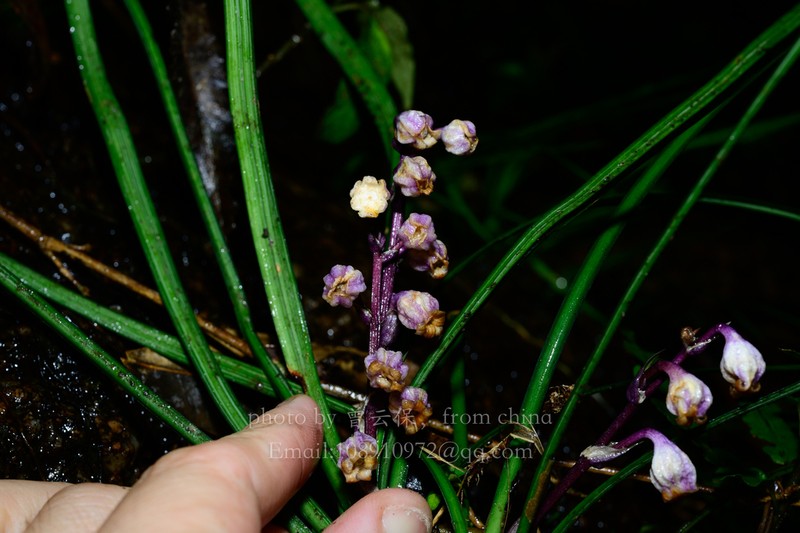Ophiopogon guangzhouensis