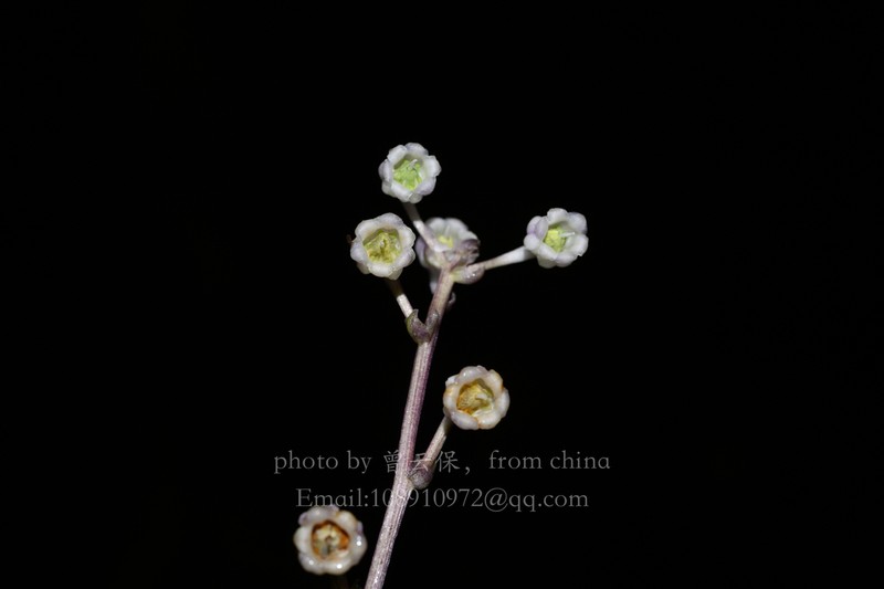 Ophiopogon guangzhouensis photo 2