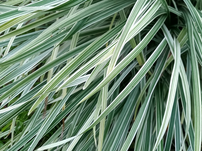 Lilyturf photo 2