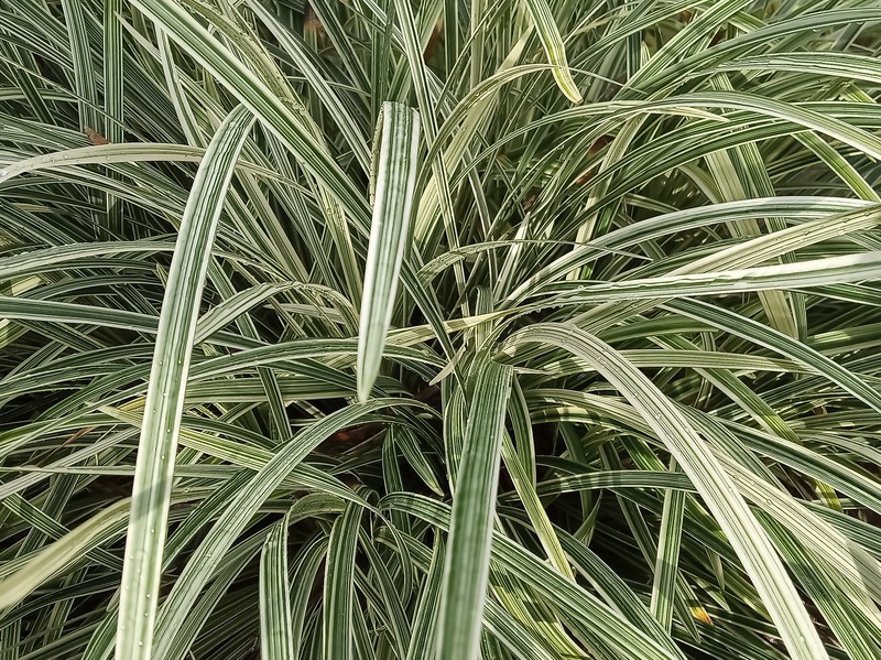 Lilyturf photo 3