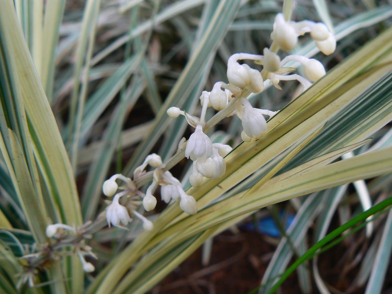 Lilyturf photo 4