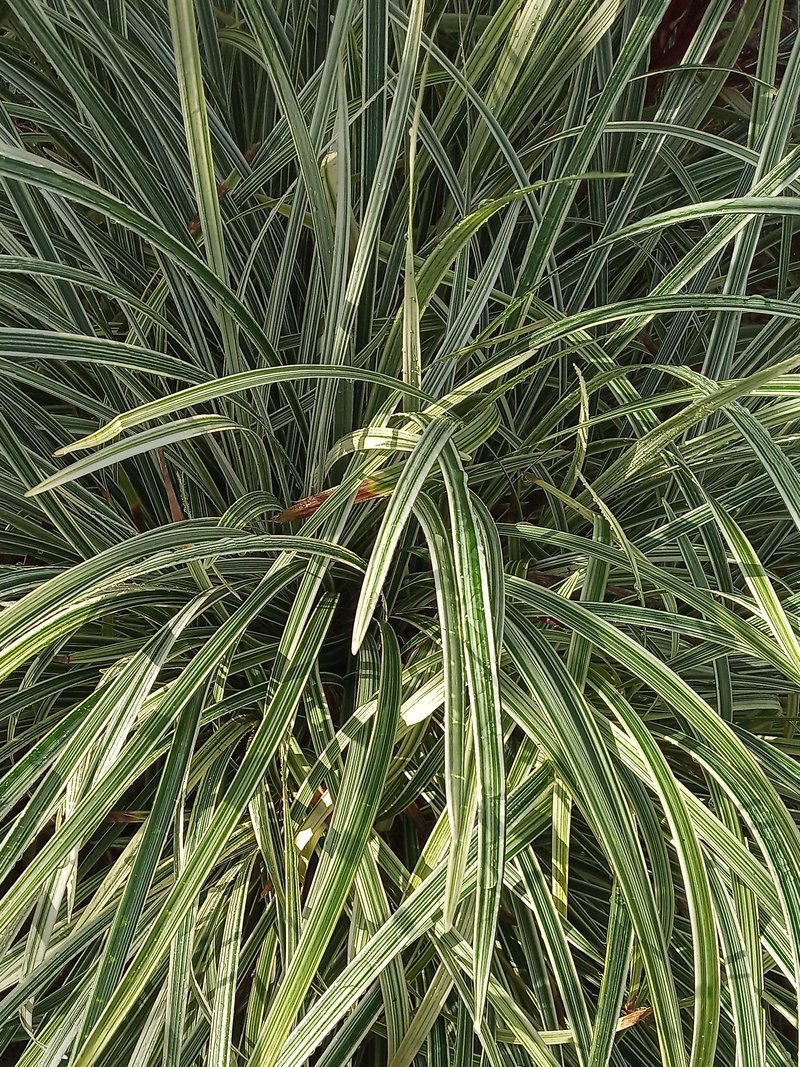 Lilyturf photo 5