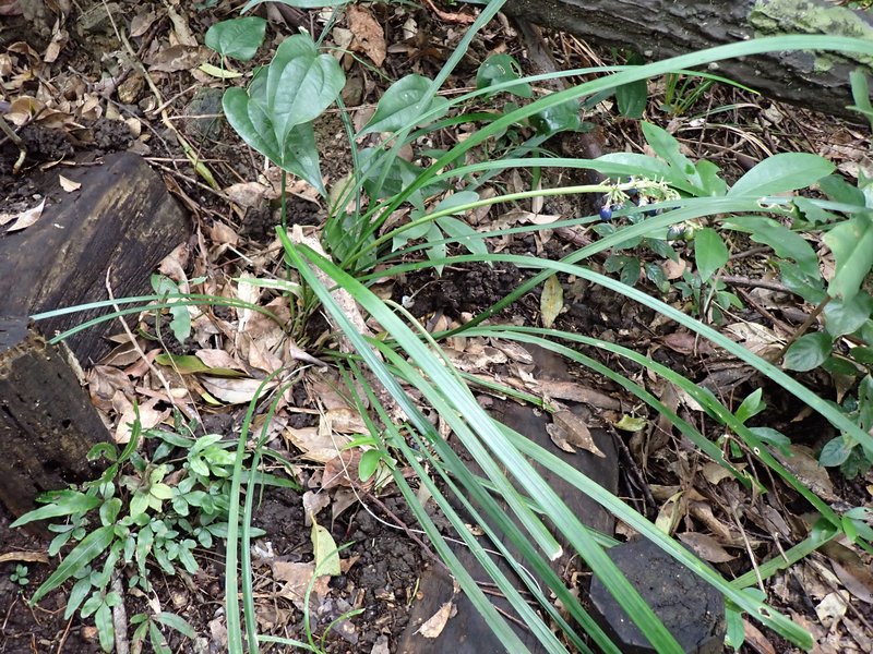 Lilyturf photo 6