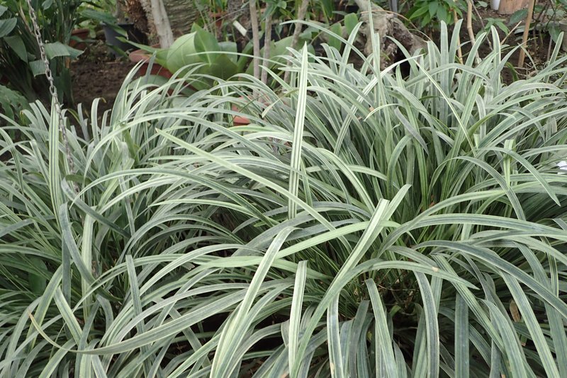Lilyturf photo 7