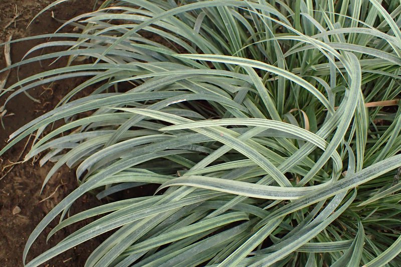 Lilyturf photo 8