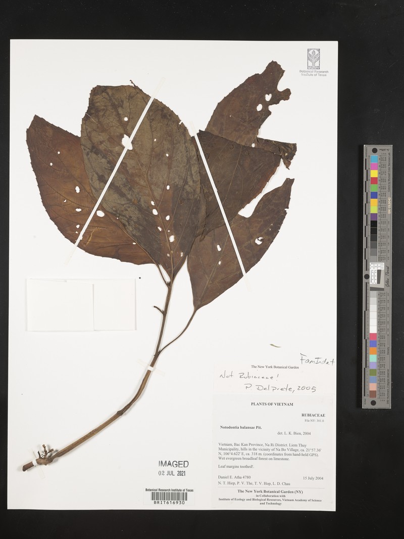 Ophiorrhiza balansae