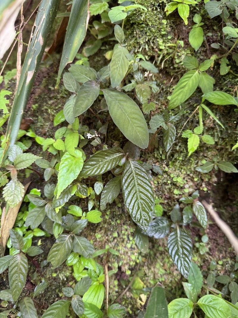 Ophiorrhiza caespitosa