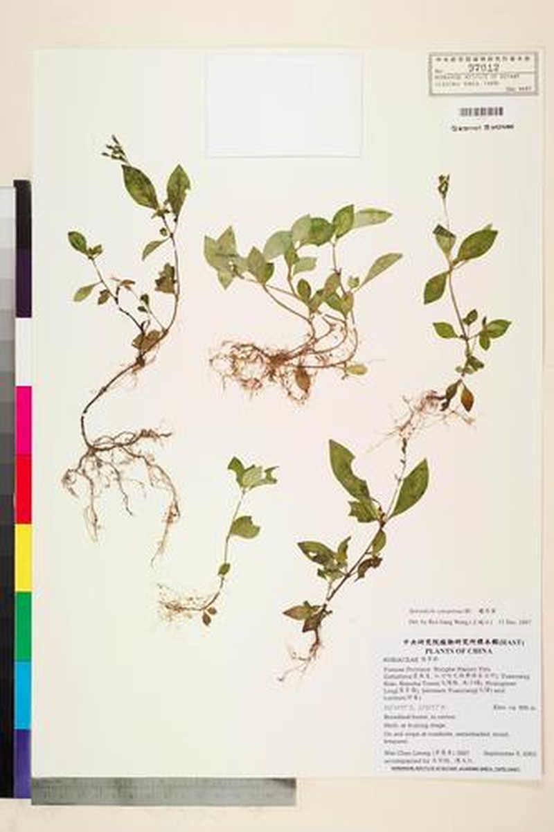Ophiorrhiza caespitosa photo 2