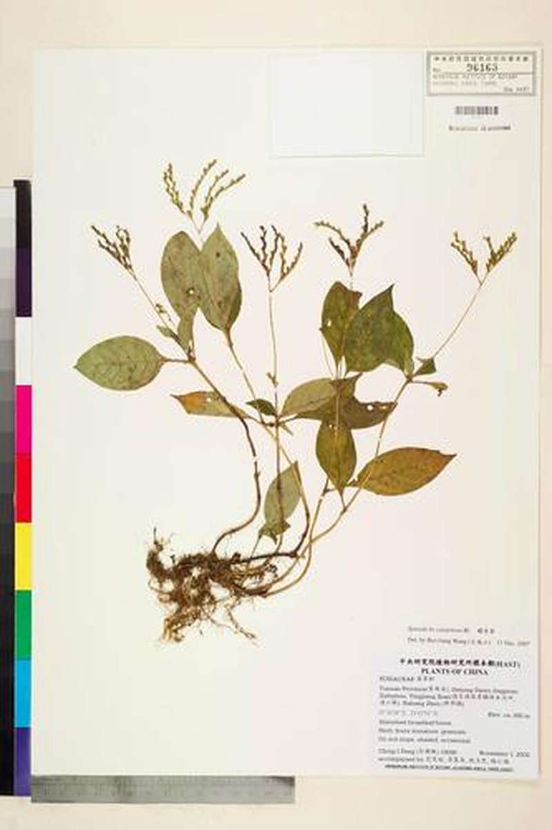 Ophiorrhiza caespitosa photo 3