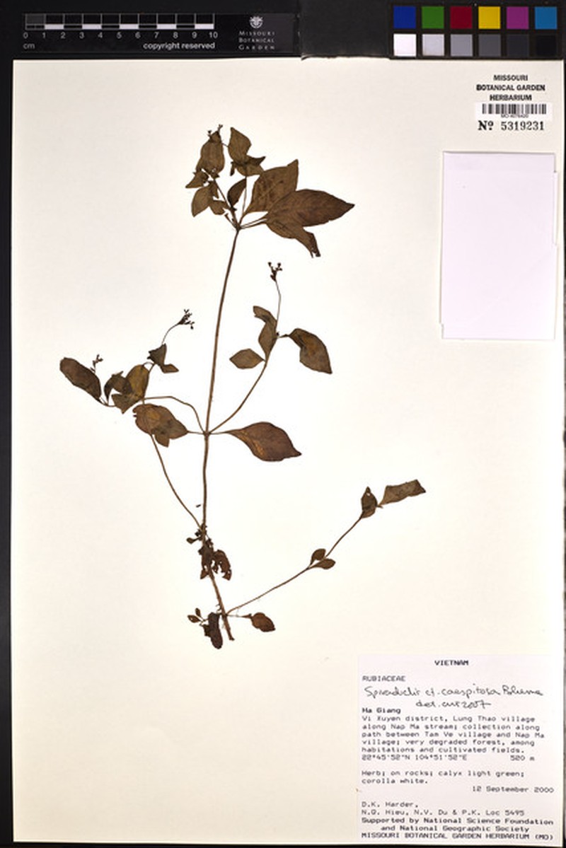 Ophiorrhiza caespitosa photo 4