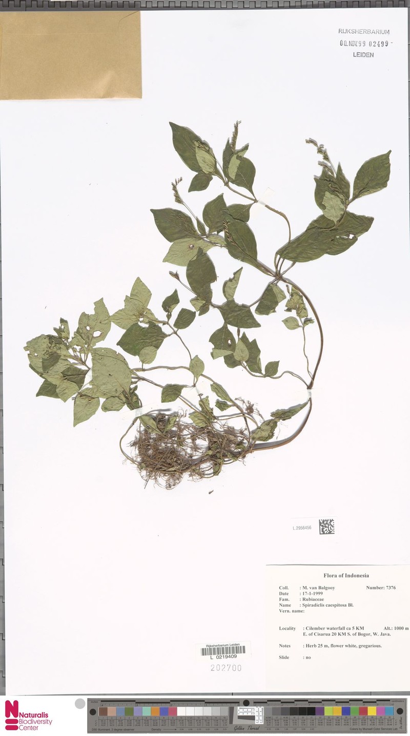 Ophiorrhiza caespitosa photo 5