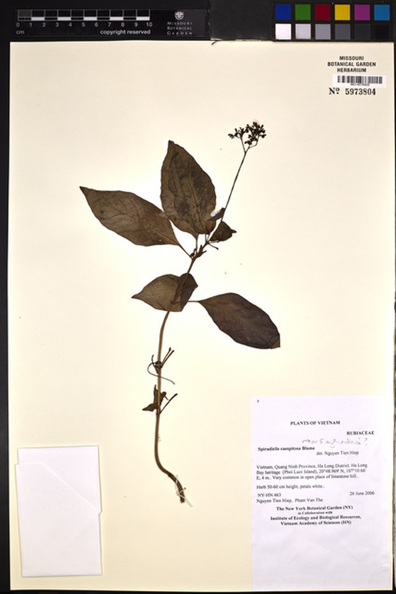 Ophiorrhiza cylindrica
