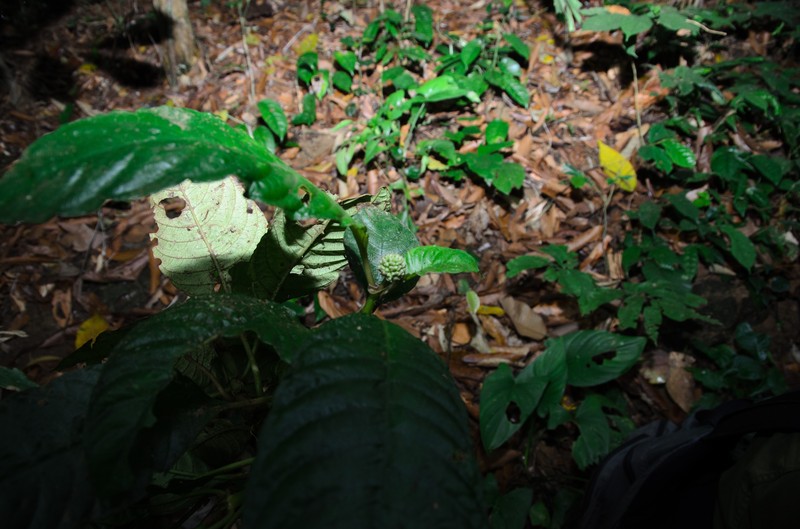 Ophiorrhiza darwinii