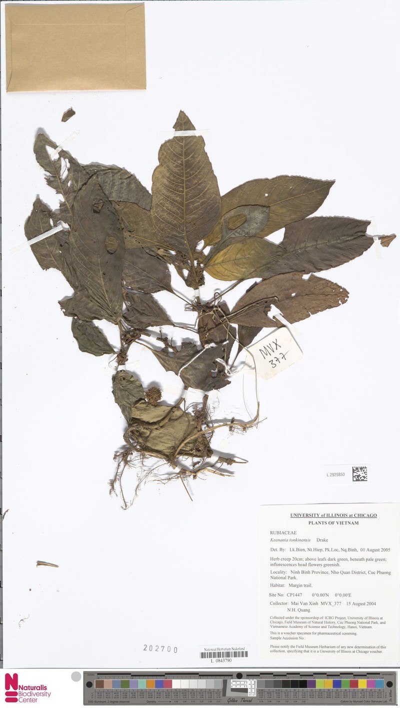 Ophiorrhiza darwinii photo 2