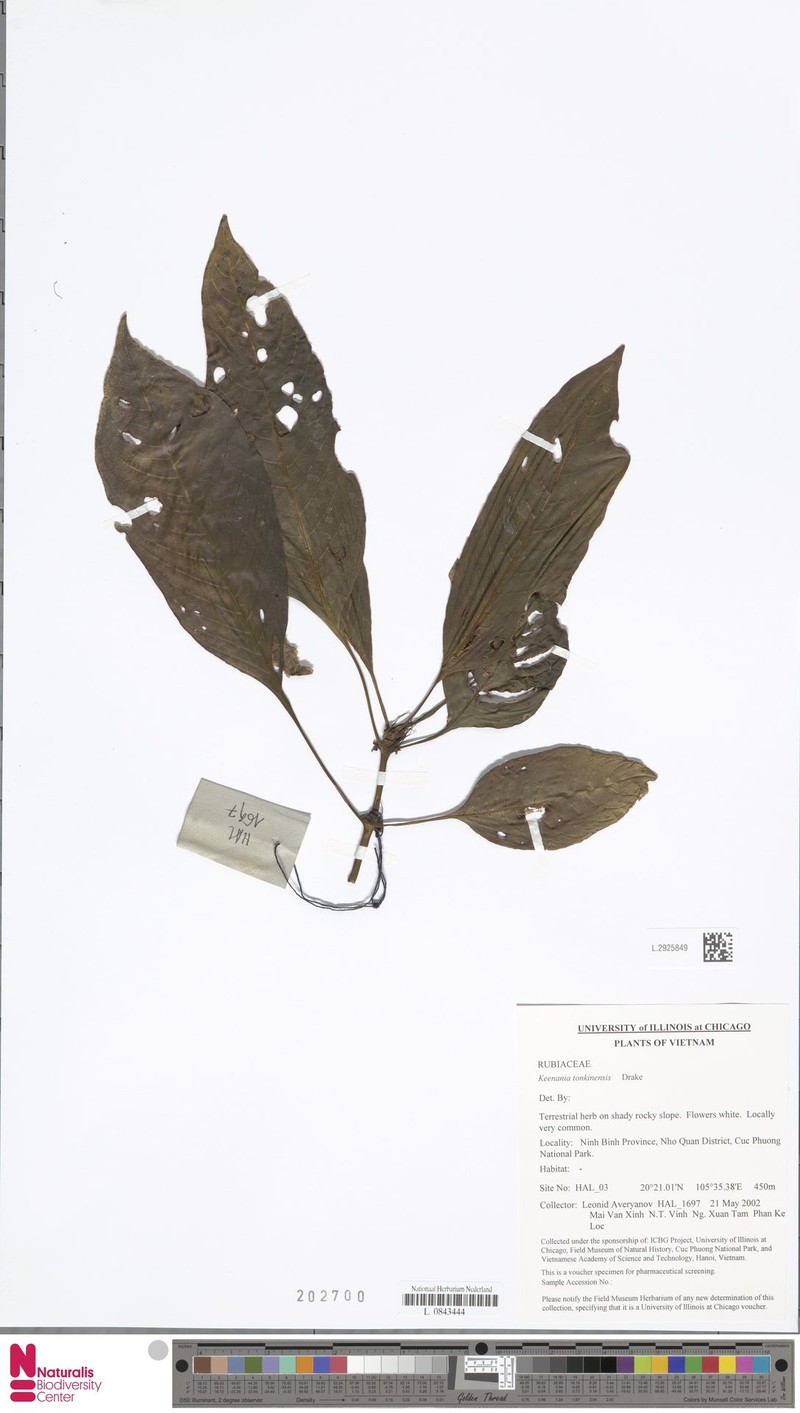 Ophiorrhiza darwinii photo 3