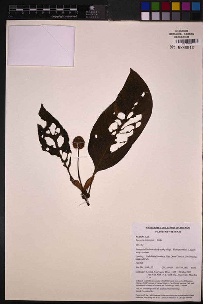 Ophiorrhiza darwinii photo 4