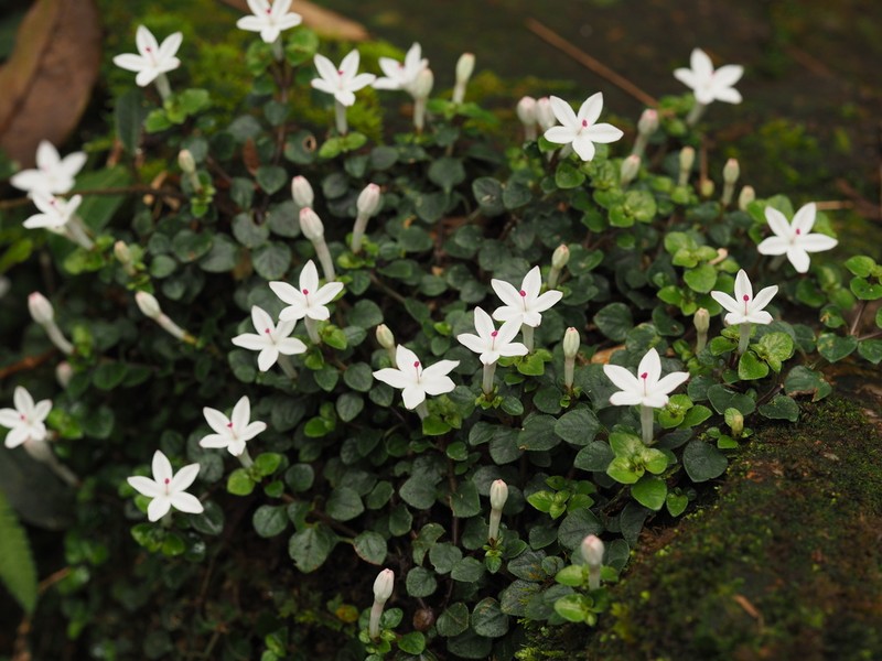 Ophiorrhiza guangdongensis