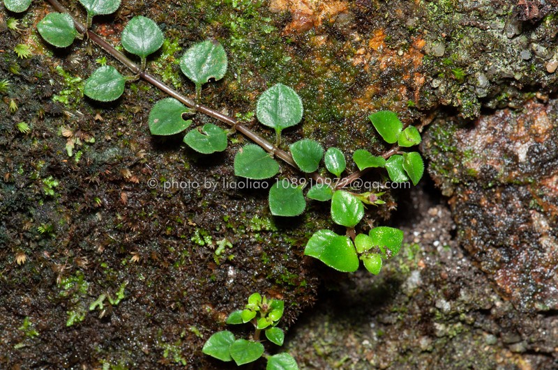 Ophiorrhiza guangdongensis photo 2