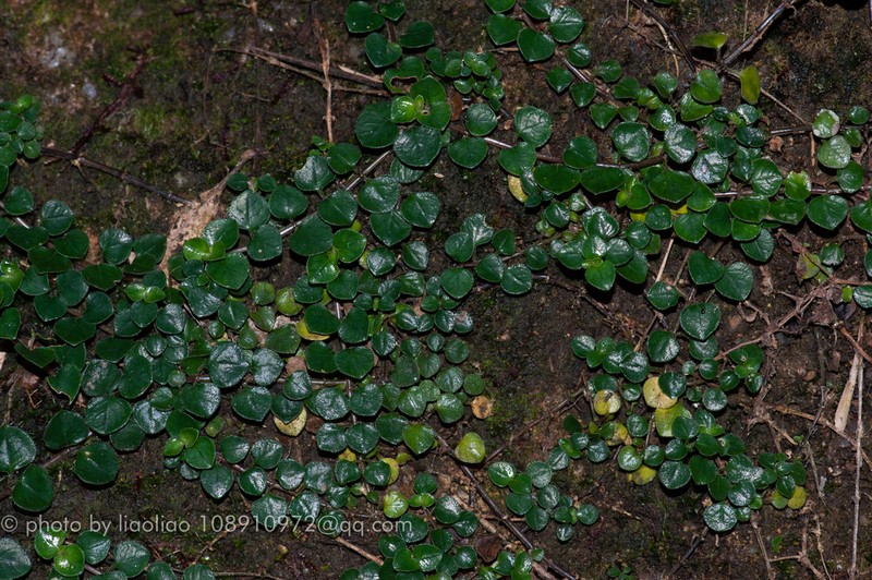 Ophiorrhiza guangdongensis photo 3