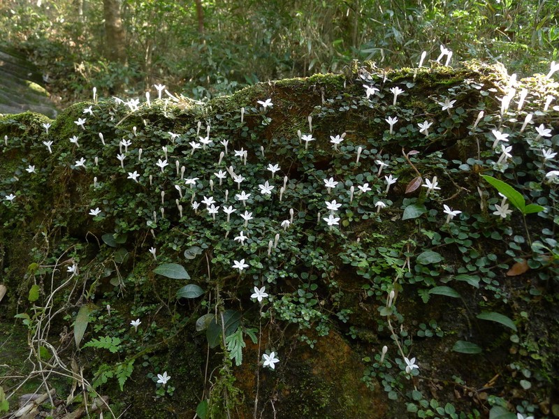 Ophiorrhiza guangdongensis photo 4