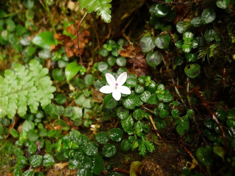 Ophiorrhiza guangdongensis photo 5